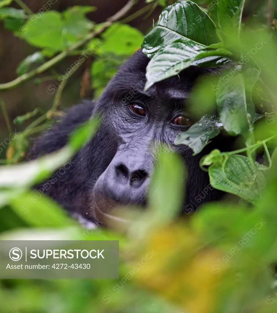 A Mountain Gorilla of the Nshongi Group conceals itself in the dense undergrowth of the Bwindi Impenetrable Forest of Southwest Uganda, Africa