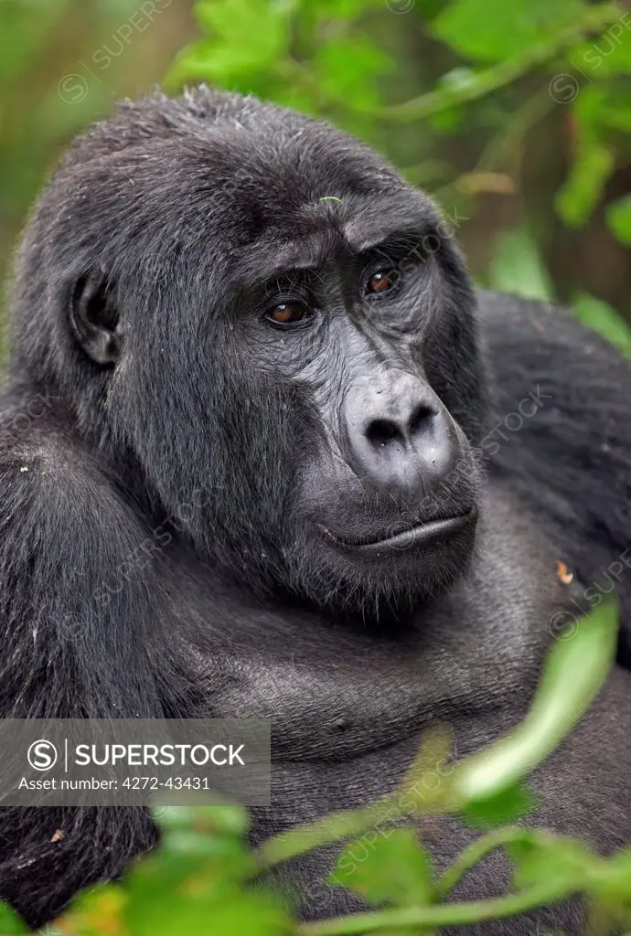 A Mountain Gorilla of the Nshongi Group rests in the Bwindi Impenetrable Forest of Southwest Uganda, Africa