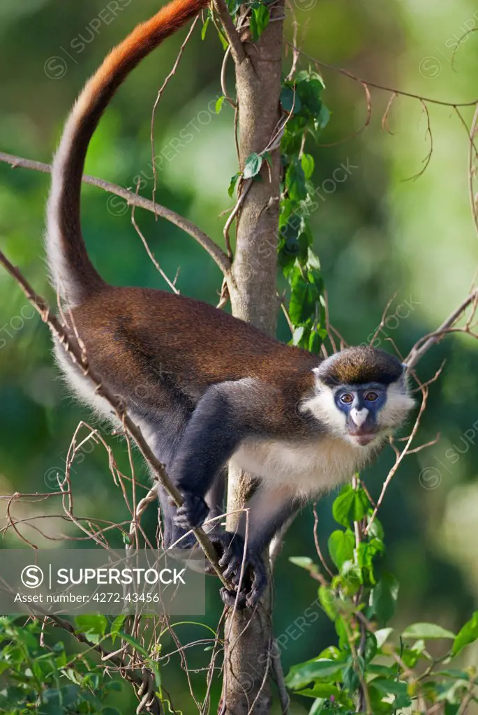 A Red Tailed Monkey in the riverine forest on the banks of the Victoria Nile, Uganda, Africa