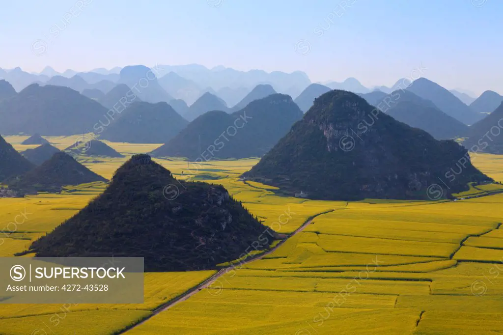 China, Yunnan, Luoping. Mustard fields in bloom amongst the karst outcrops at Luoping.