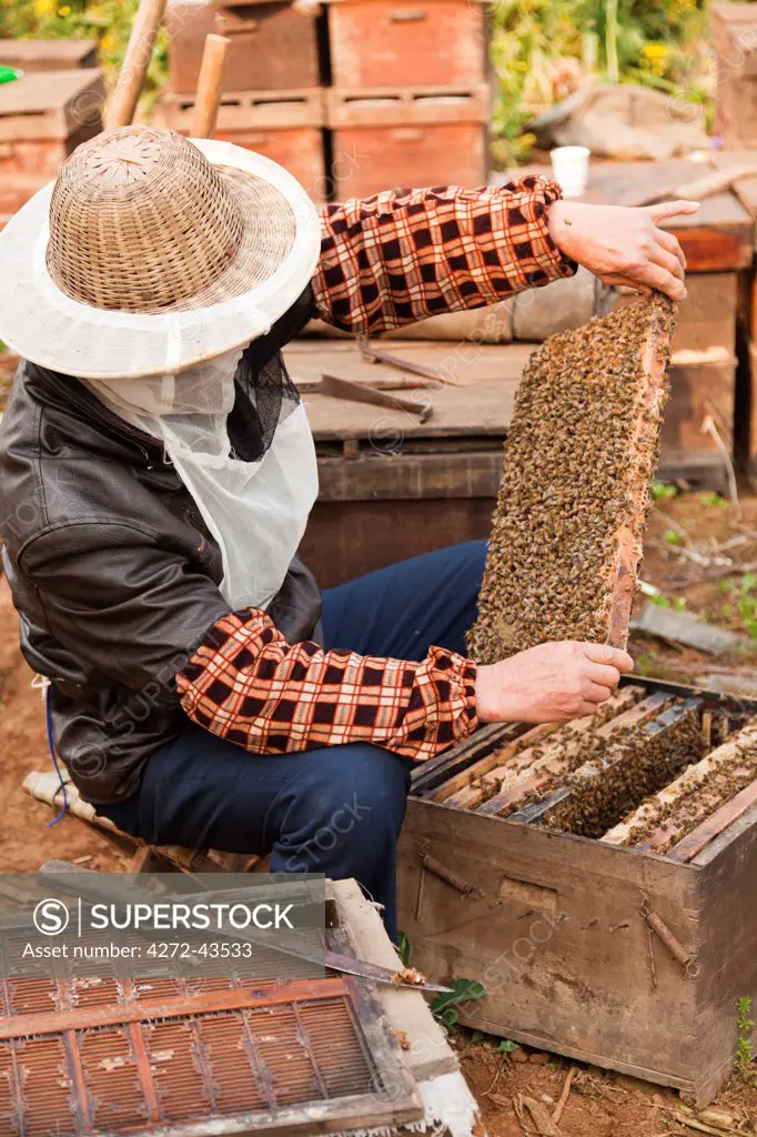 China, Yunnan, Luoping. Beekeeping at Luoping.