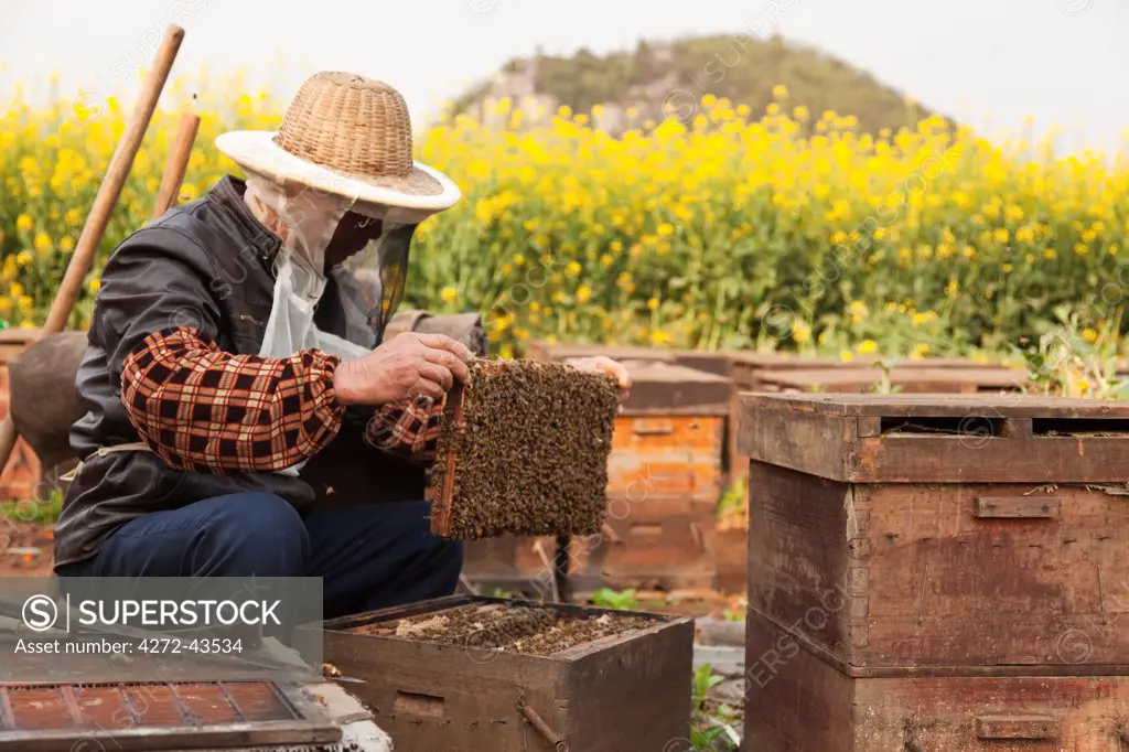 China, Yunnan, Luoping. Beekeeping amongst the mustard fields at Luoping.