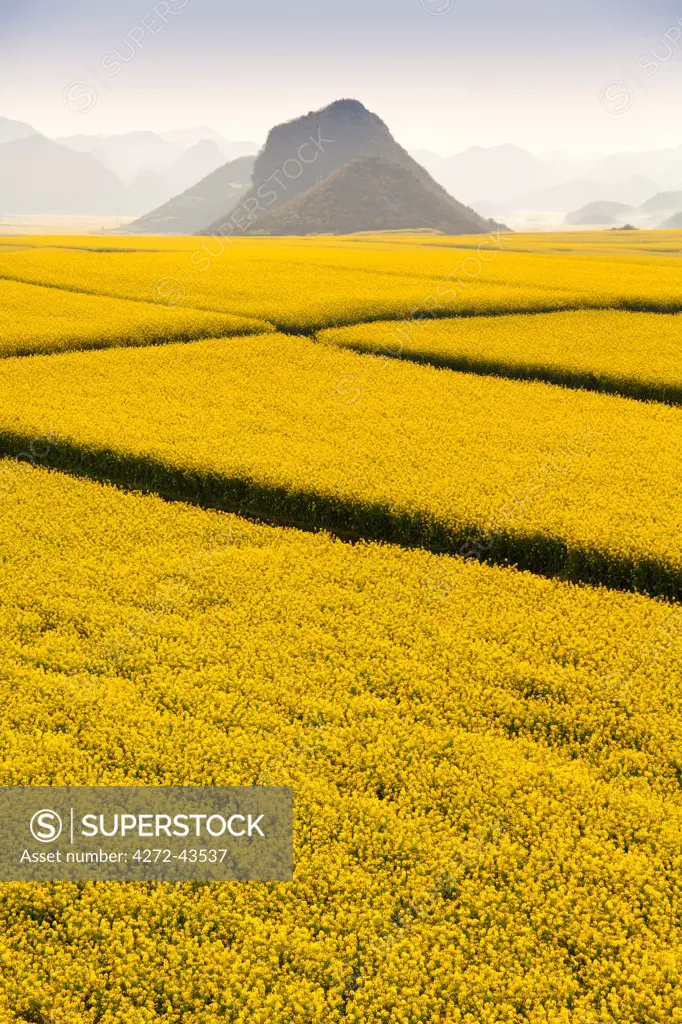 China, Yunnan. Mustard fields in blossom amongst the karst outcrops in Luoping.