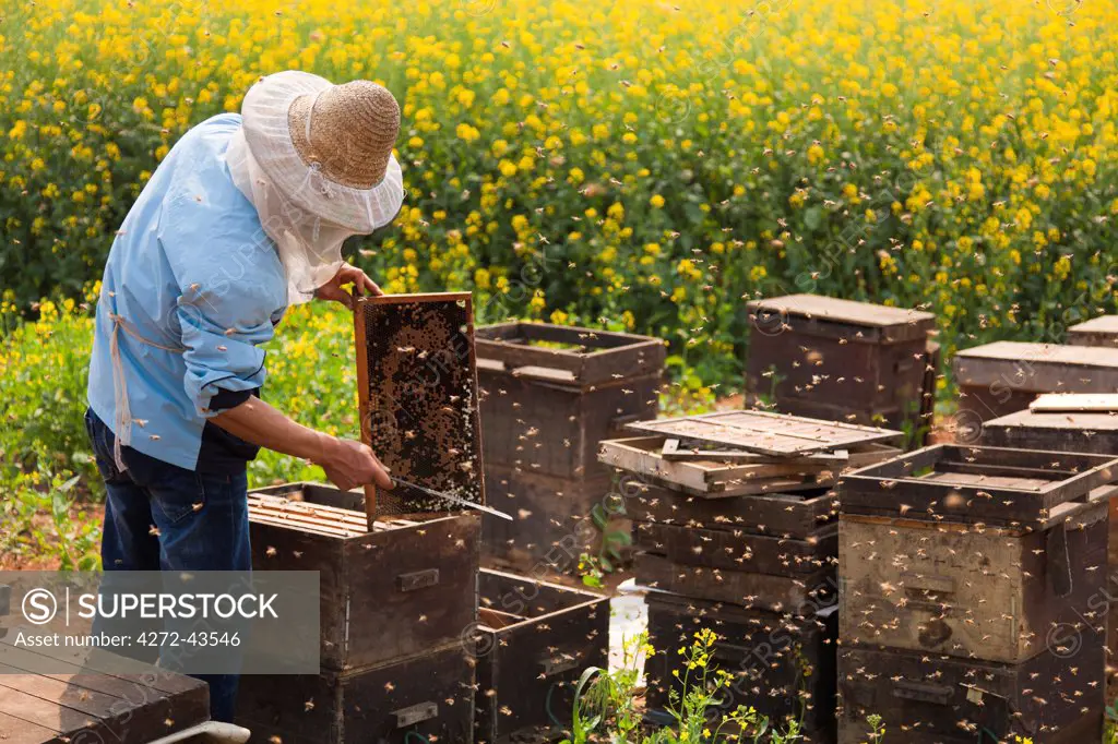 China, Yunnan, Luoping. A beekeeper amongst the mustard fields in blossom in Luoping.