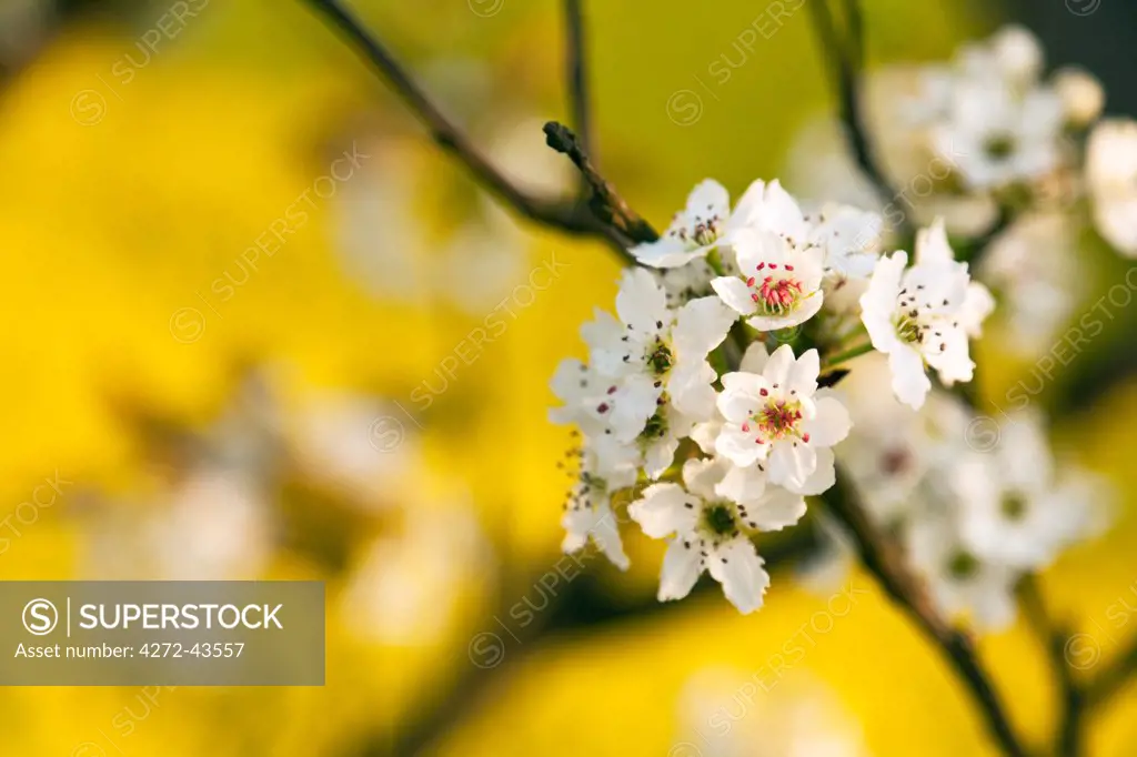 China, Yunnan, Luoping. Pear blossom in a mustard field.