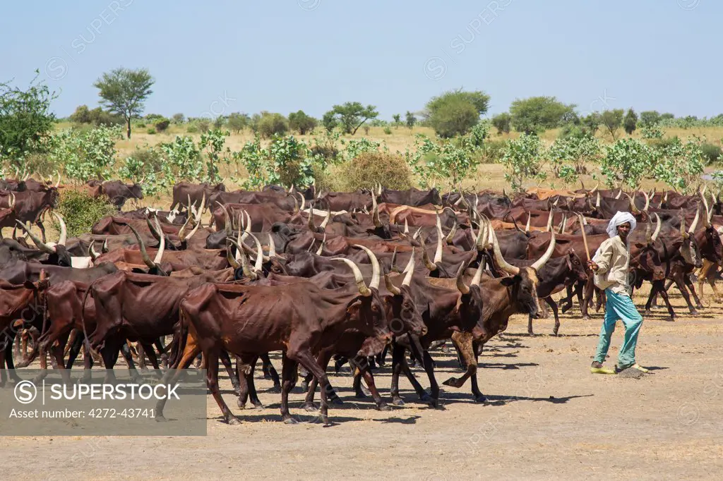 Chad, Chari Baguirmi, Bachoum.  A Peul herdsman drives his long horned cattle to water.