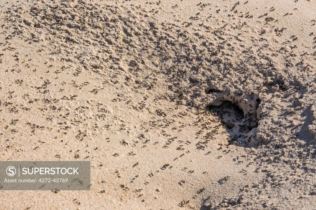 Chad, Batha, Beurkia, Sahel. An ants nest built in sand.