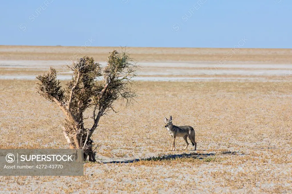 Chad, Batha, Wadi Achim, Sahel. A common or golden jackal pauses beside a lone bush.