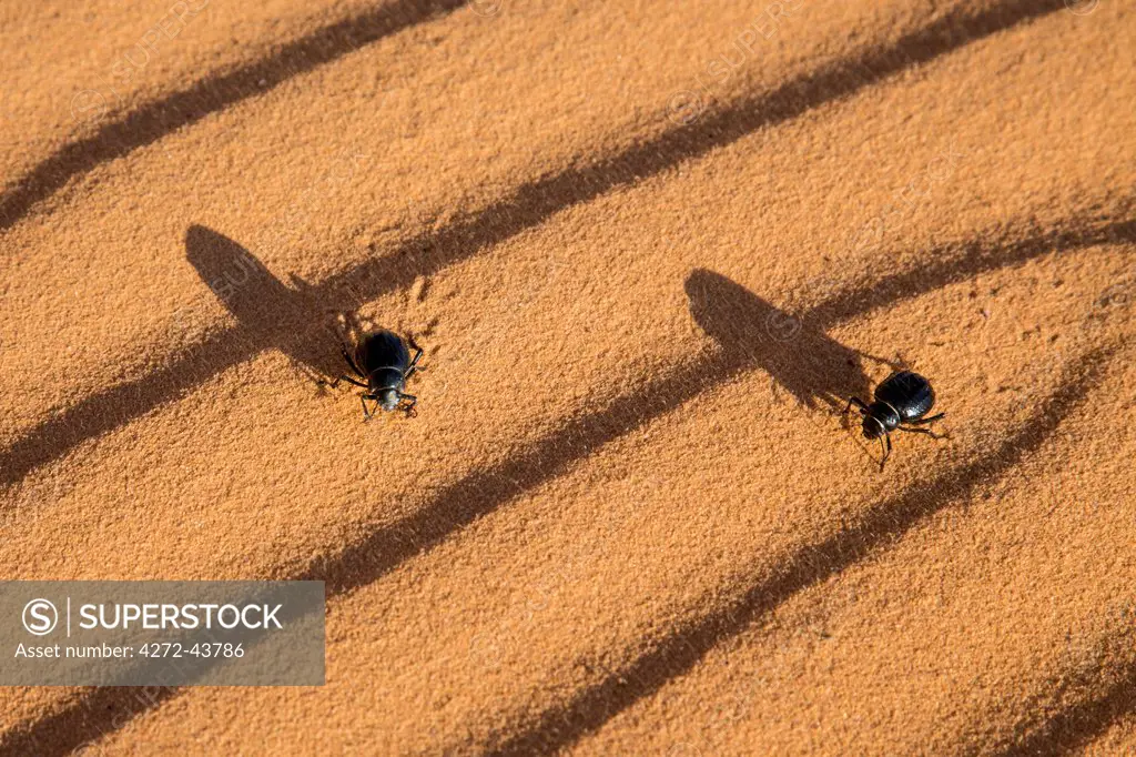 Chad, Sivre, Ennedi, Sahara. Ground beetles.