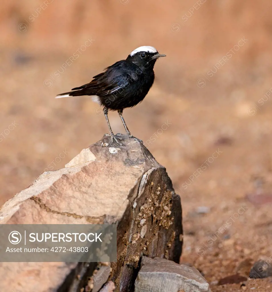 Chad, Gaora Hallagana, Ennedi, Sahara. A White crowned Black Wheatear. A true desert bird quite common in northeast chad.