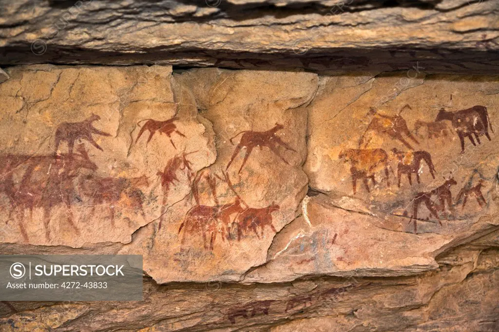 Chad, Taore Koaole, Ennedi, Sahara. Paintings of cattle decorate the sandstone wall of a cave.
