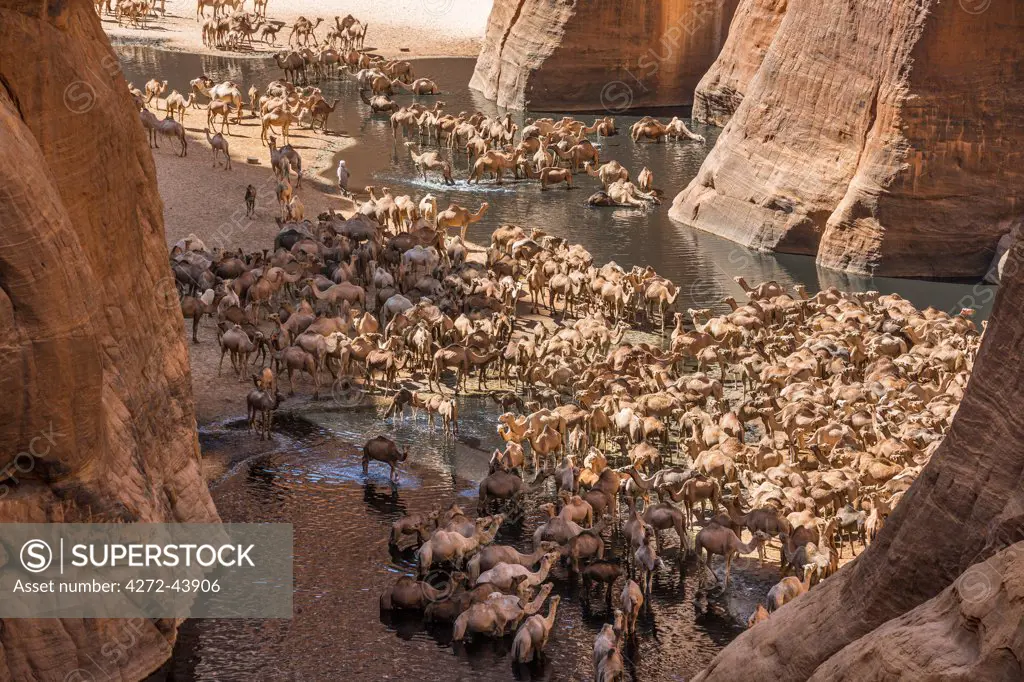 Chad, Wadi Archei, Ennedi, Sahara.  A large herd of camels watering at Wadi Archei, an important source of permanent water.