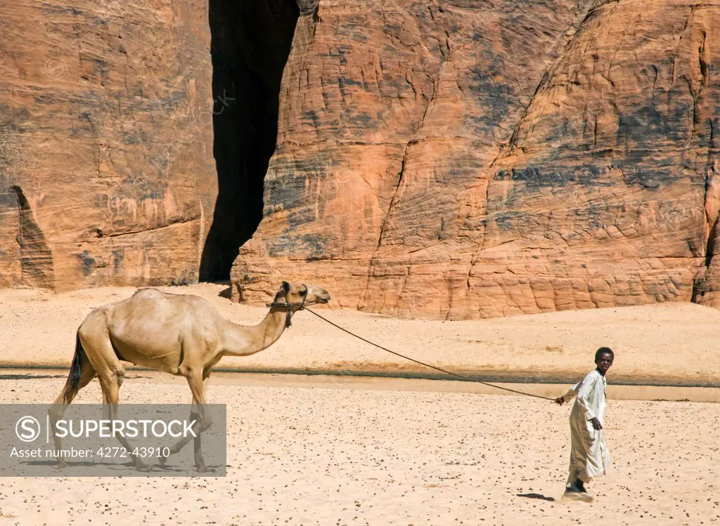 Chad, Wadi Archei, Ennedi, Sahara.  A young boy leads a camel on a rope.