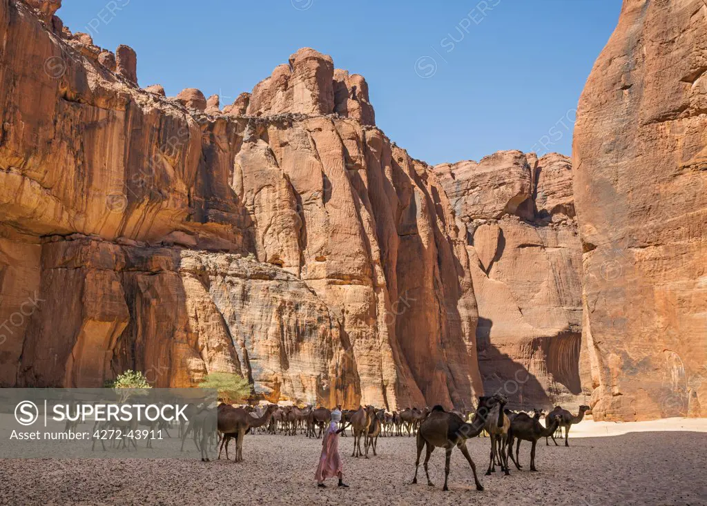 Chad, Wadi Archei, Ennedi, Sahara.  A herd of camels in Wadi Archei.