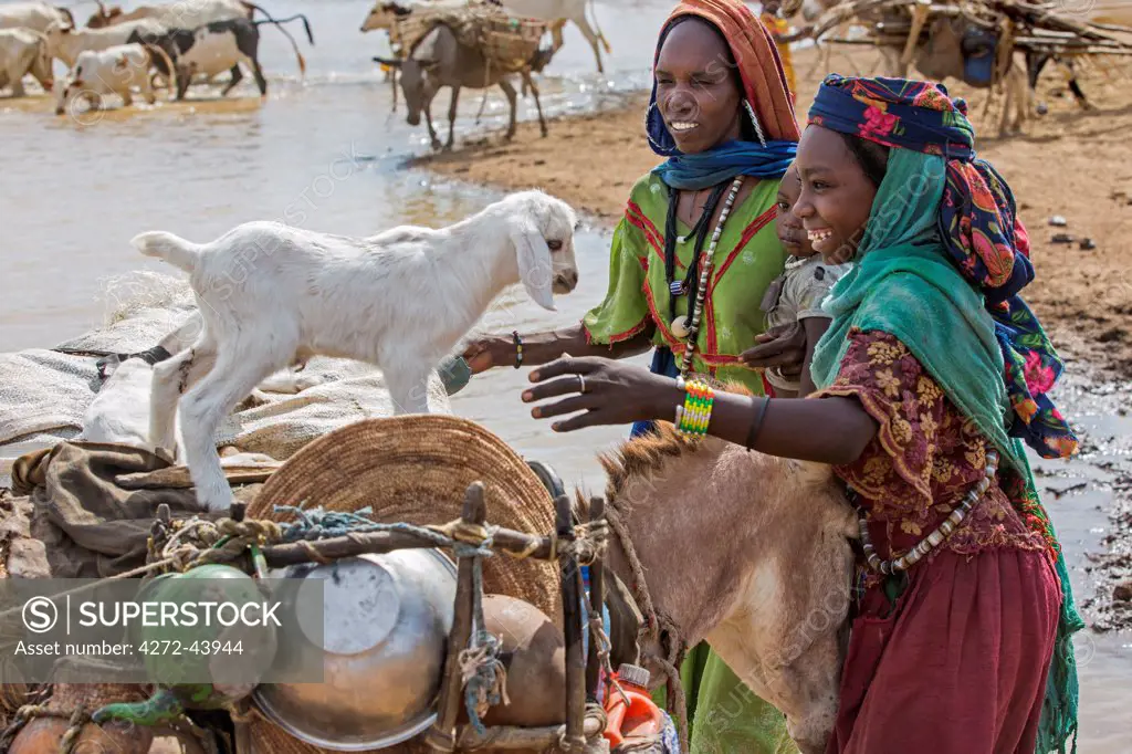 Chad, Mongo, Guera, Sahel.  Chadian Arab Nomad women re load their donkey after collecting water from a waterhole.