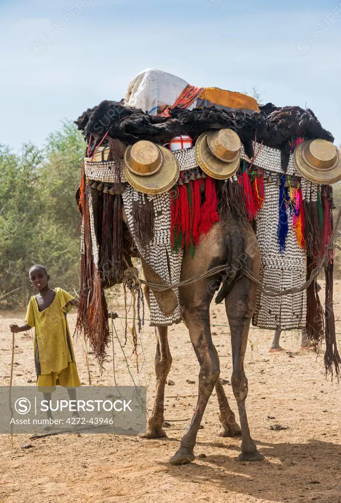 Chad, Mongo, Guera, Sahel.  A young boy of the Chadian Arab Nomad tribe holds a magnificently caparisoned camel.
