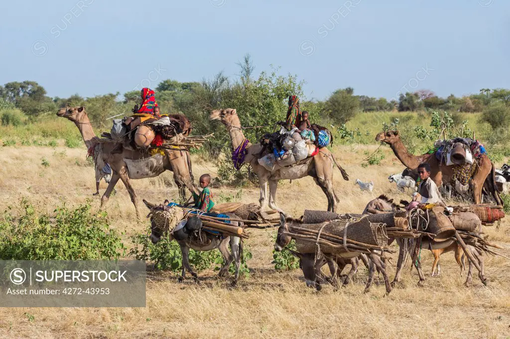 Chad, Arboutchatak, Guera, Sahel. Peul nomads on the move.