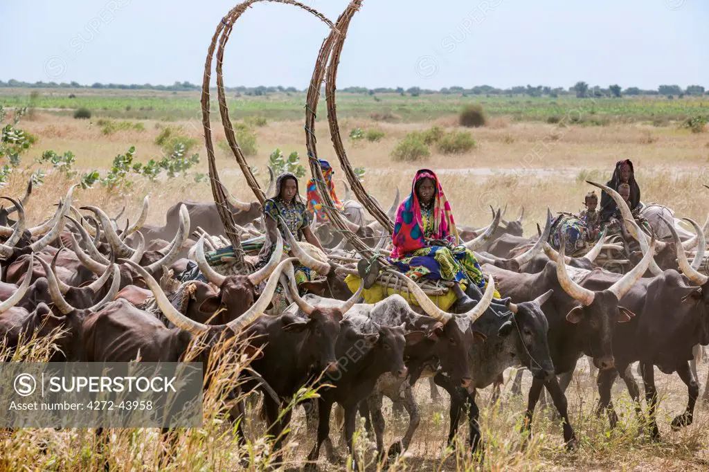 Chad, Arboutchatak, Guera, Sahel. Peul nomads on the move with their long horned cattle. Their house structures are carried on oxen.
