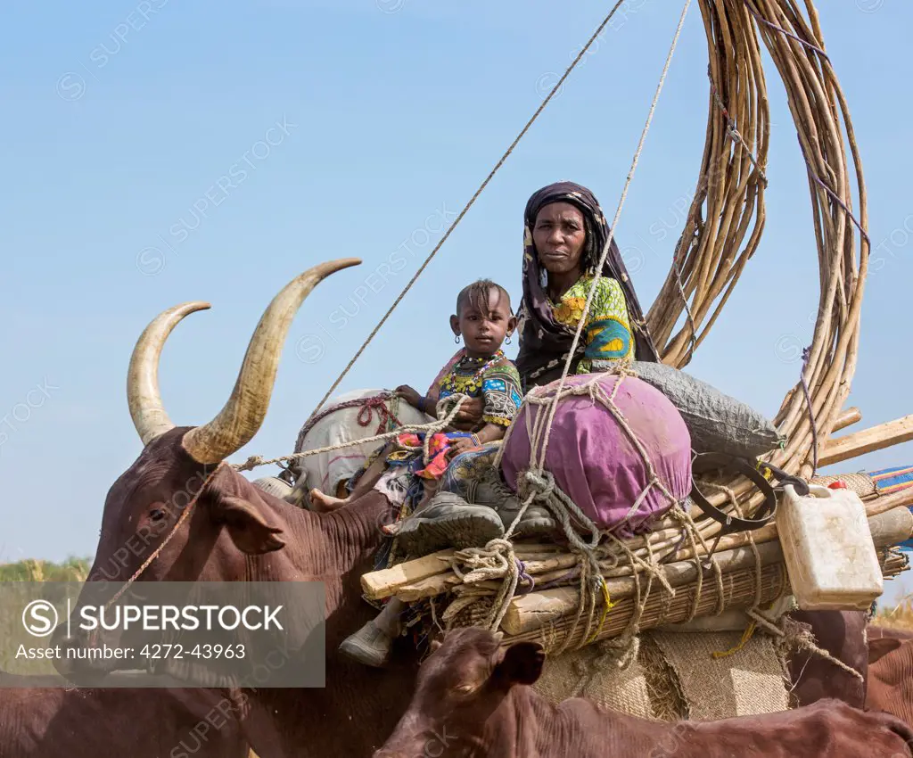 Chad, Arboutchatak, Guera, Sahel. A Peul woman and her daughter ride on the back of a cow loaded with her chattels and the structure of her house.