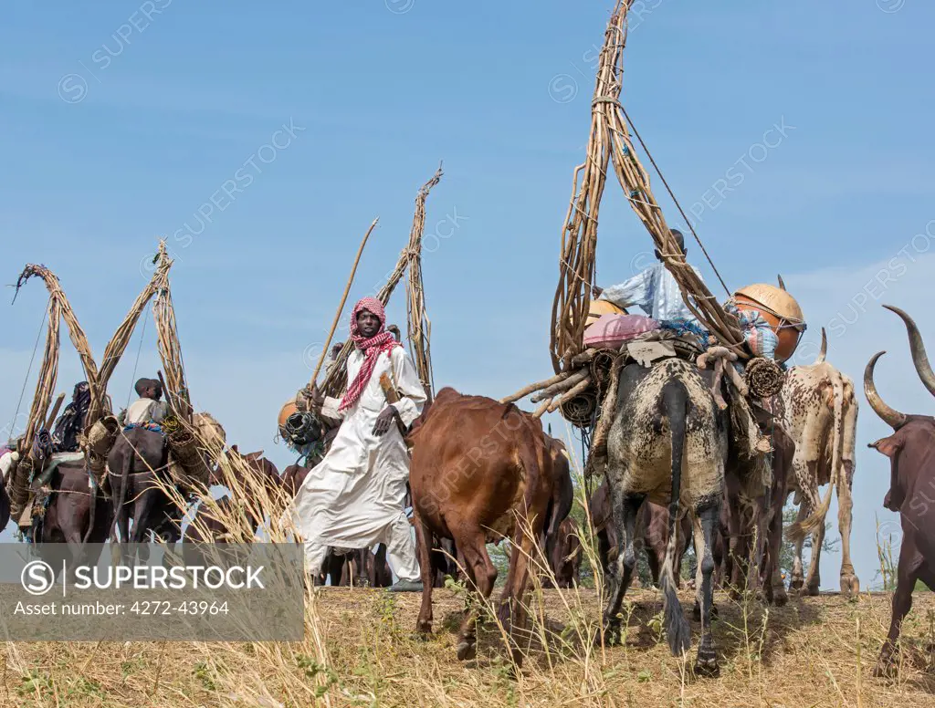 Chad, Arboutchatak, Guera, Sahel. Peul nomads on the move with their herds of long horned cattle.