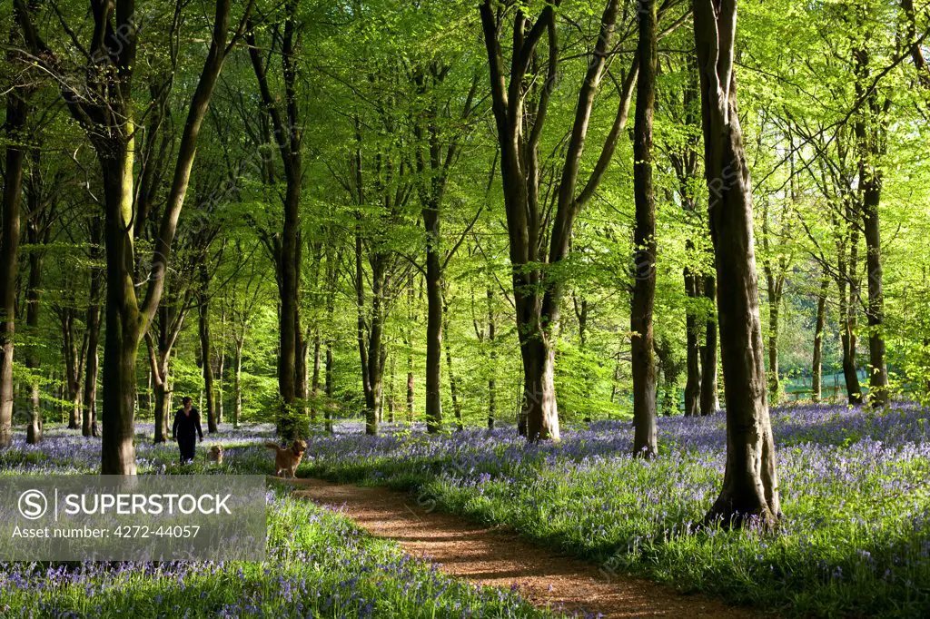 UK, Wiltshire. A footpath leads through the beautiful bluebell woods near Marlborough.