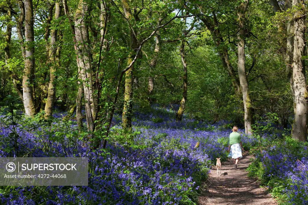 UK, Wiltshire. A young woman walks through the bluebell woods in Wiltshire with her dog. MR