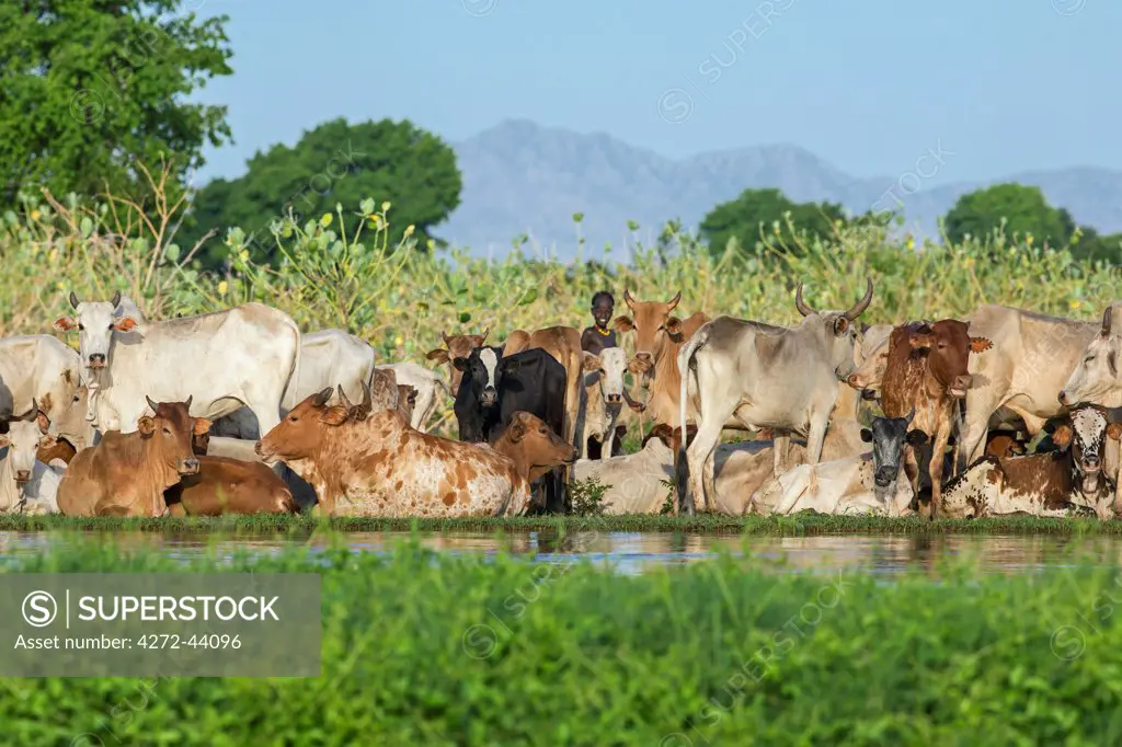 A young Dassanech herdsboy with cattle beside the Omo River. The river bursts its banks annually during heavy rain in the Ethiopian Highlands, Ethiopia