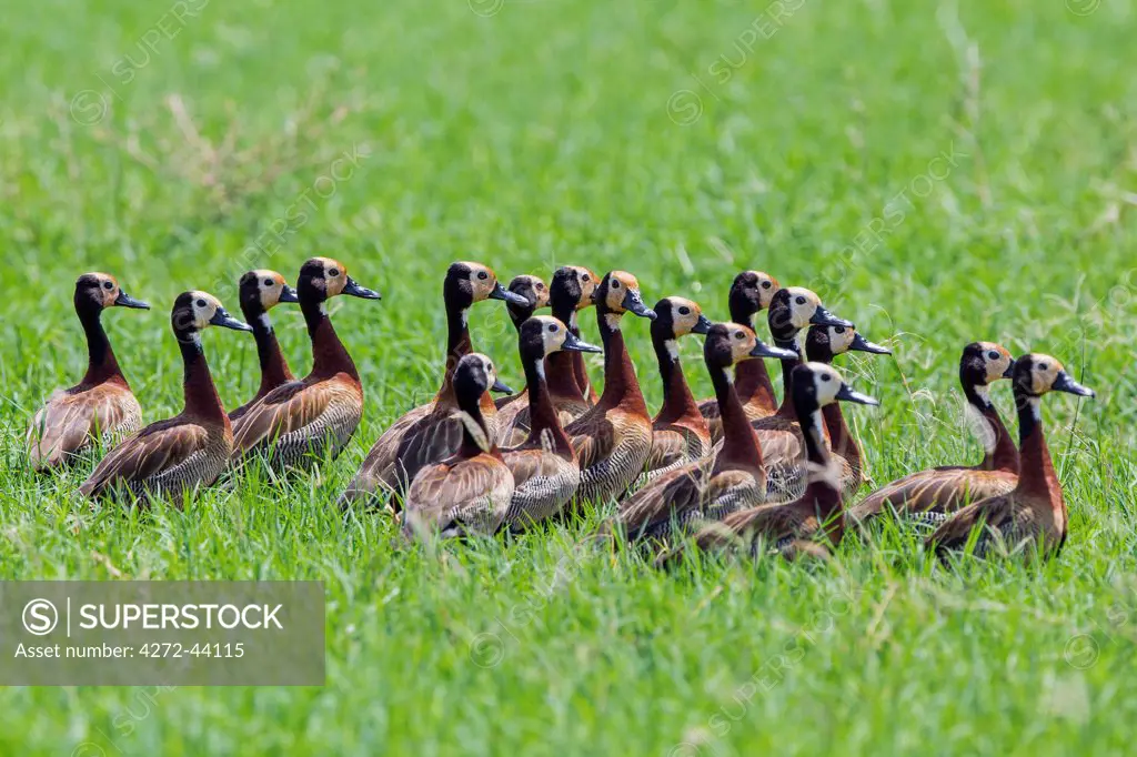 A flock of White faced Whistling Duck on the banks of the Omo River, Ethiopia