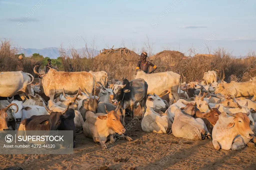 Early morning at a Dassanech village in the Omo Delta with the head of the household inspecting his large herd of cattle, Ethiopia