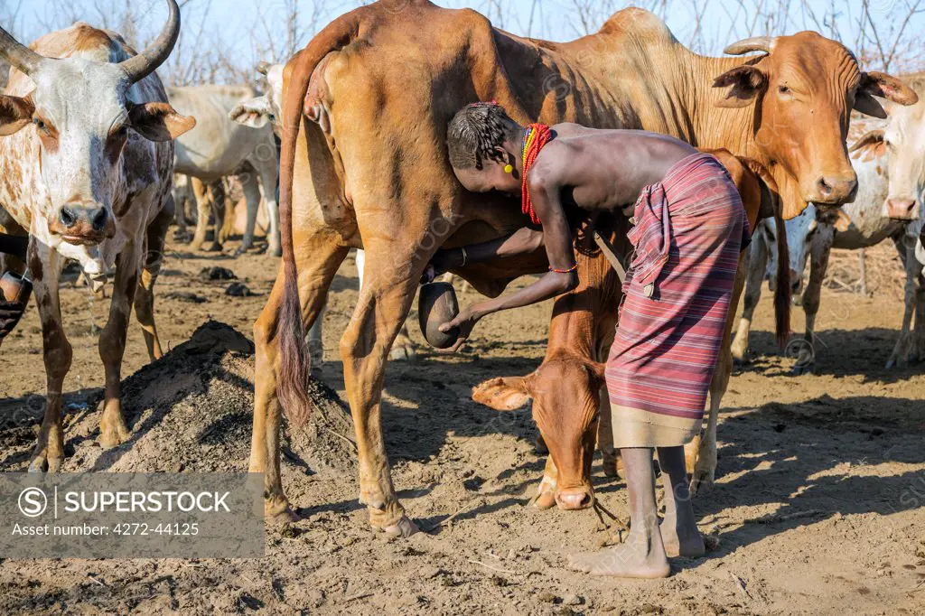 Early morning milking at a Dassanech village in the Omo Delta, Ethiopia