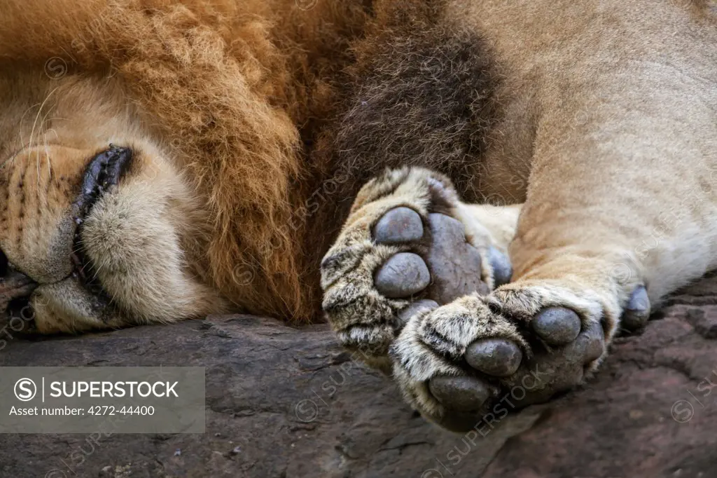 The front paws of a male lion resting on a rock, Kenya