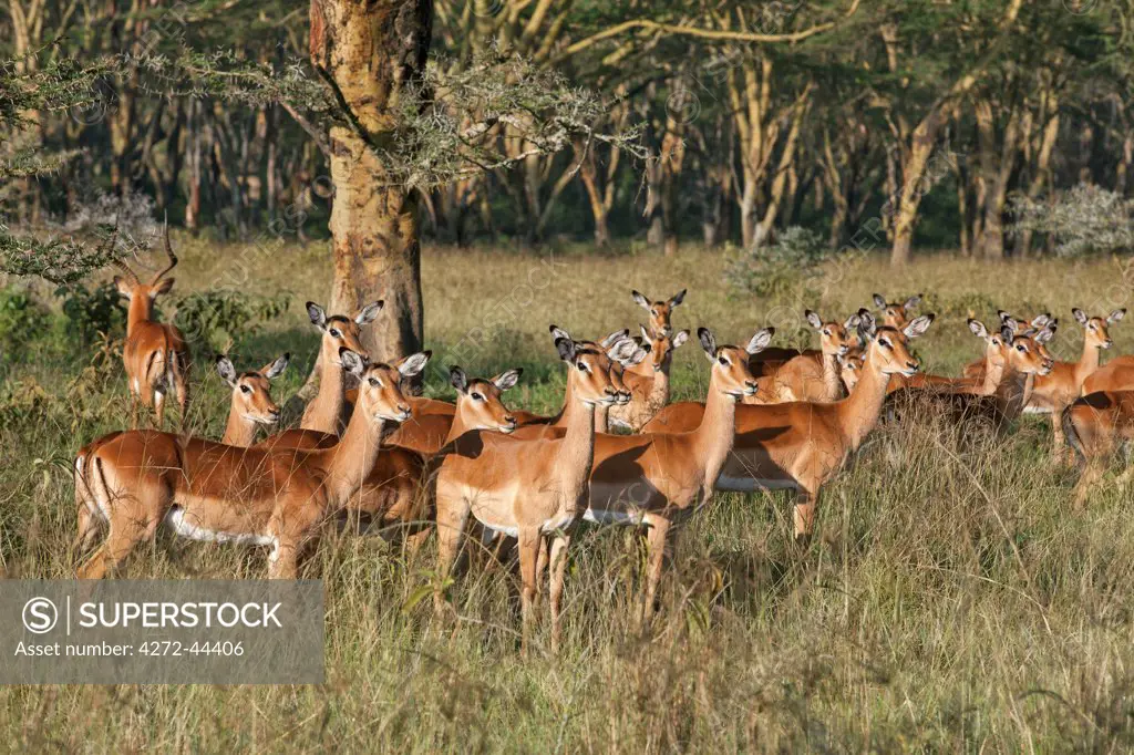 A herd of Impalas among Fever Trees in Lake Nakuru National Park, Kenya