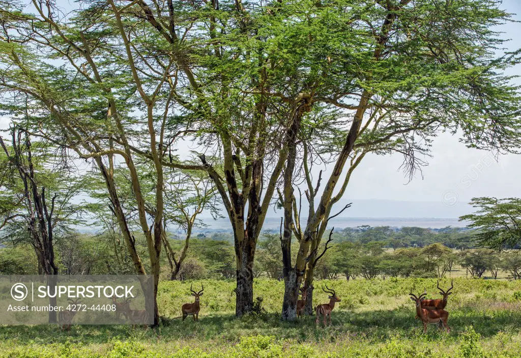 A herd of male Impalas among Fever Trees in Lake Nakuru National Park, Kenya