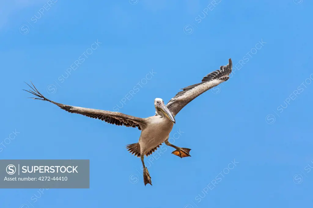 An immature Great White Pelican brakes before landing, Kenya