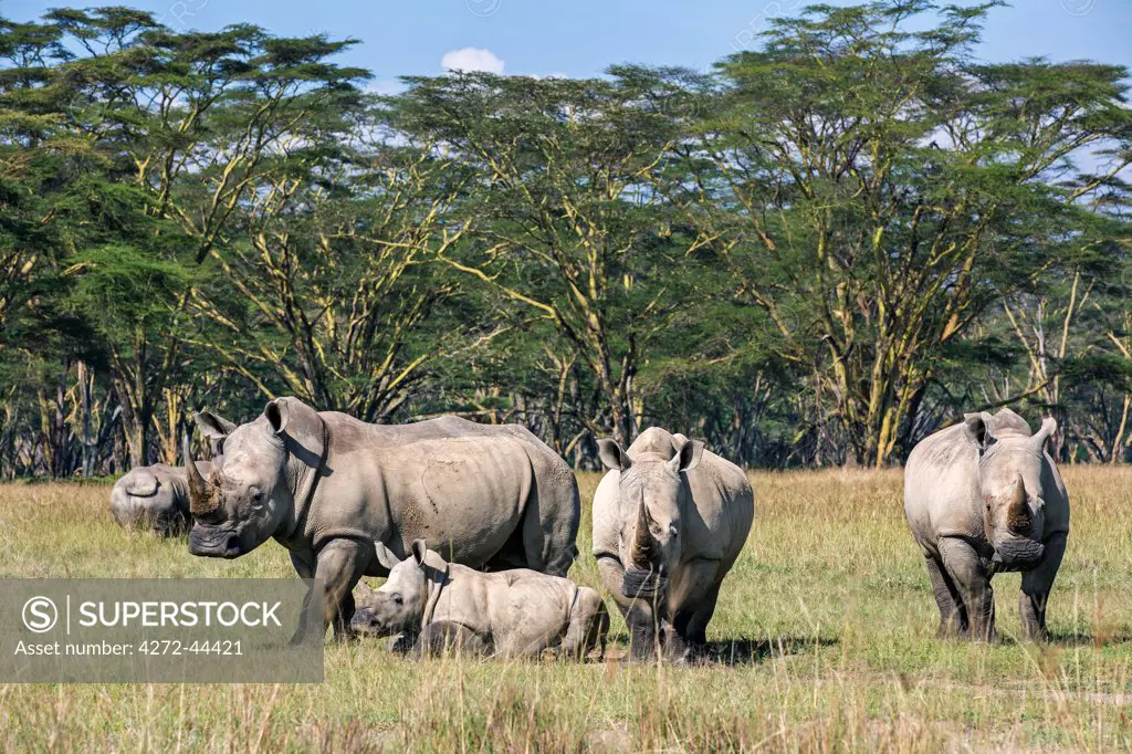 White Rhinos at Lake Nakuru, Kenya