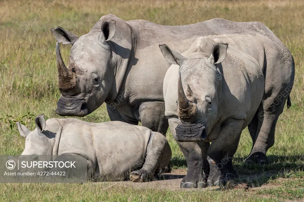 A family of White Rhinos at Lake Nakuru, Kenya