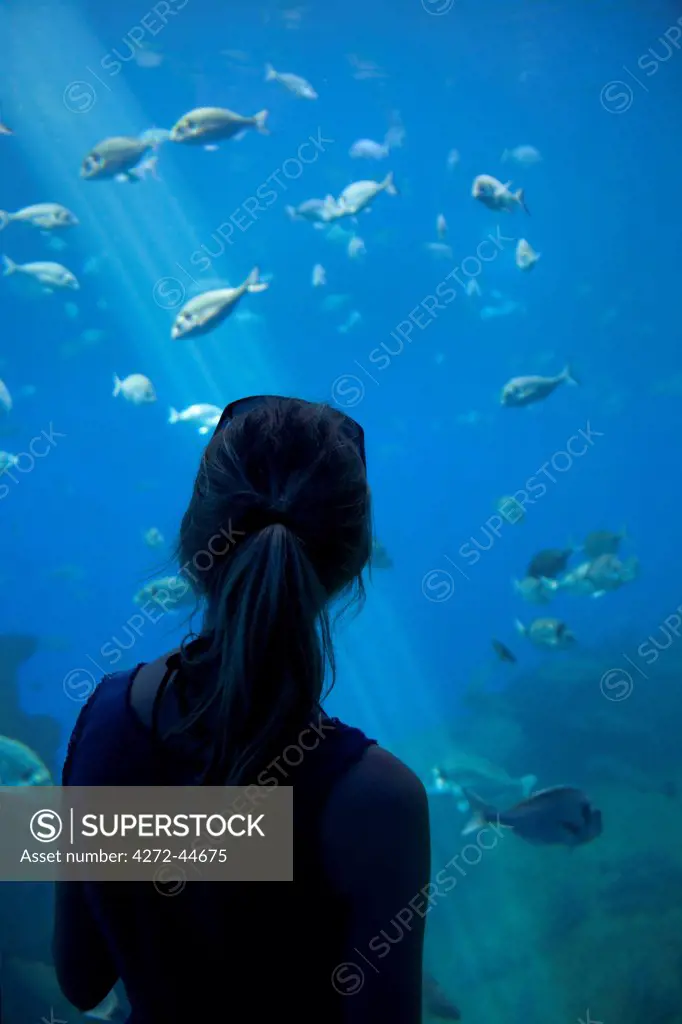 Mallorca, Palma. A visitor to Palma Aquarium watches fish in a huge tank. MR
