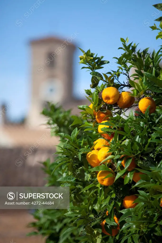 Mallorca, Arta. Orange tree and clocktower in Arta.