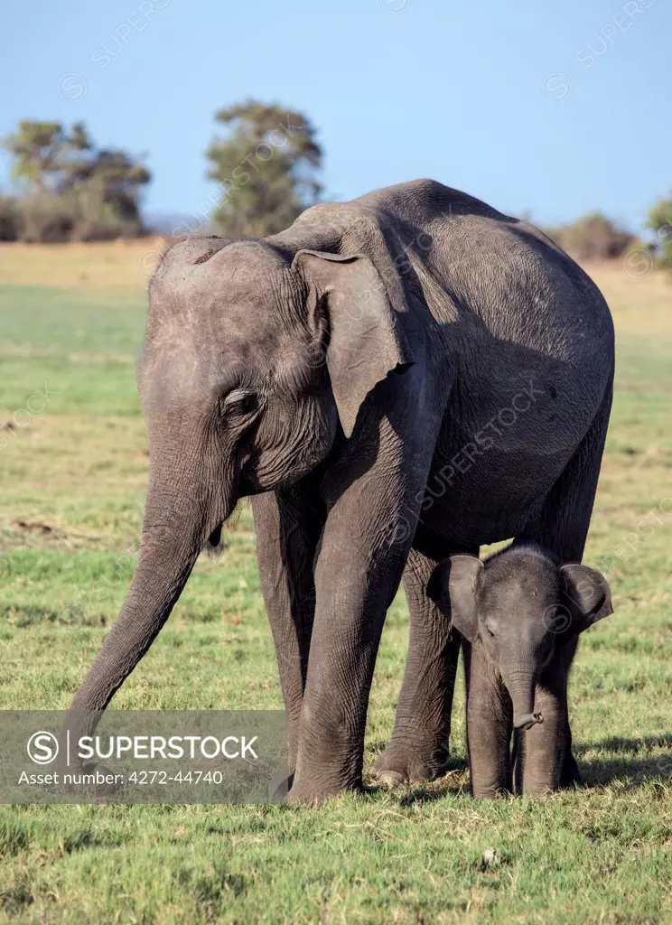 An Indian elephant mother and baby at Minneriya National Park, Sri Lanka
