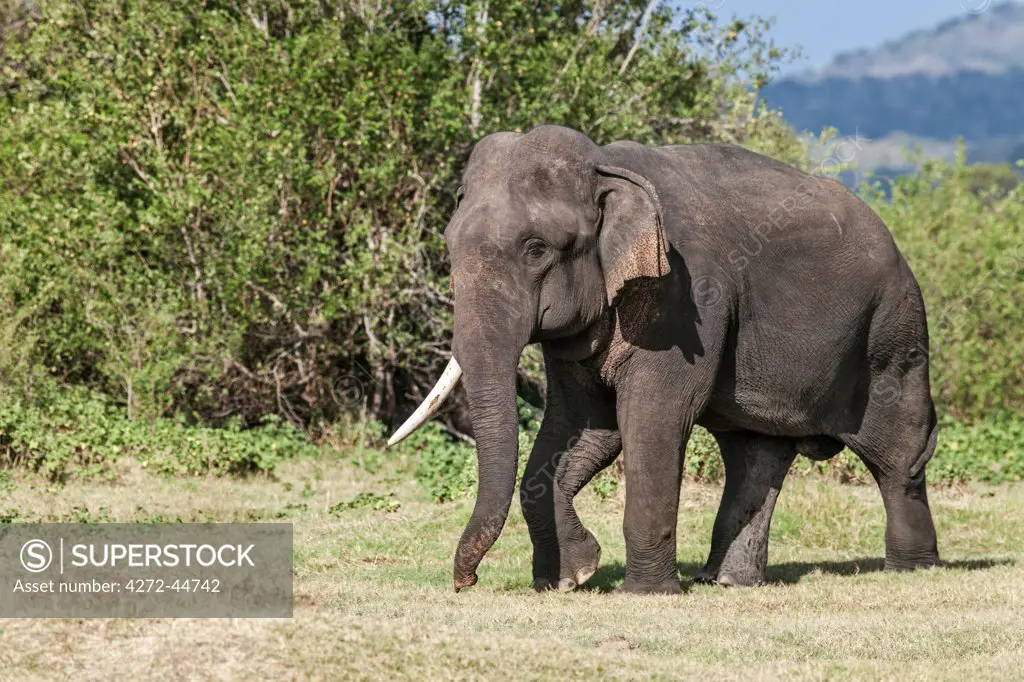 An Indian bull elephant with one tusk in Minneriya National Park, Sri Lanka