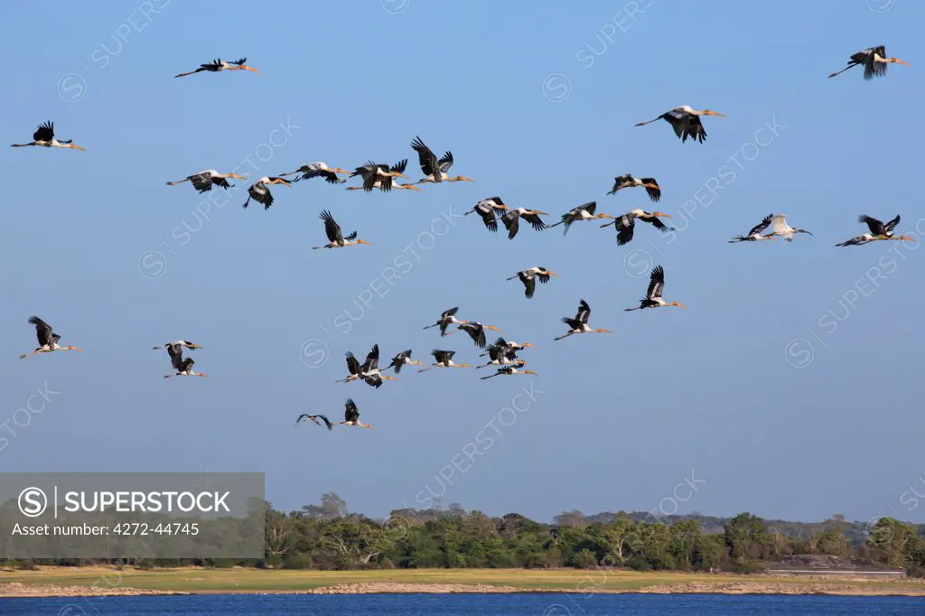 A flock of painted storks in flight at Minneriya National Park, Sri Lanka