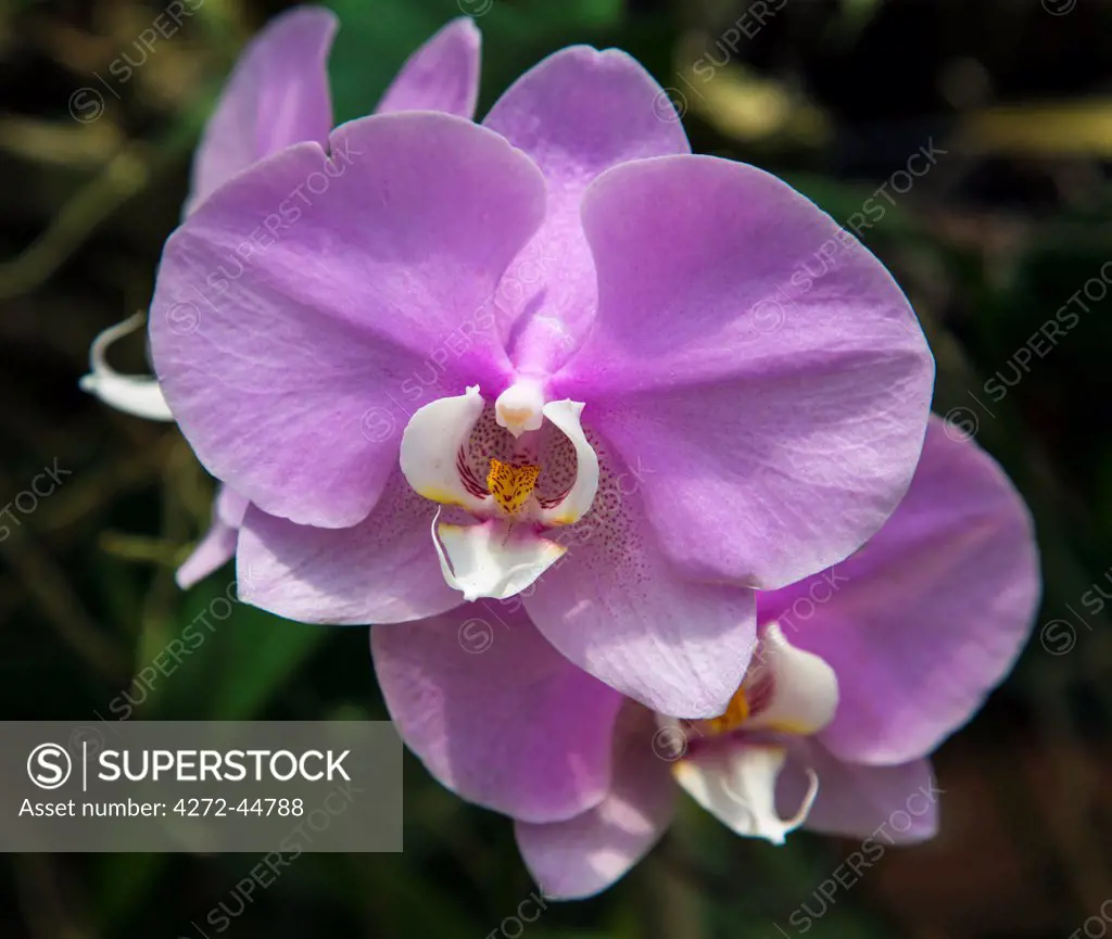 A Phalaenopsis orchid in the renowned Orchid House of the magnificent Royal Botanical Gardens at Peradeniya, some three miles west of Kandy, Sri Lanka