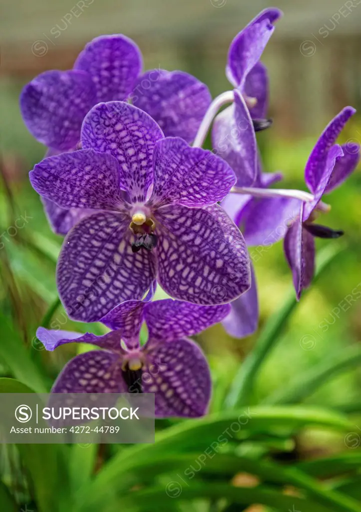 A speckled purple orchid, Vanda rothschildiana, in the renowned Orchid House of the magnificent Royal Botanical Gardens at Peradeniya, Sri Lanka