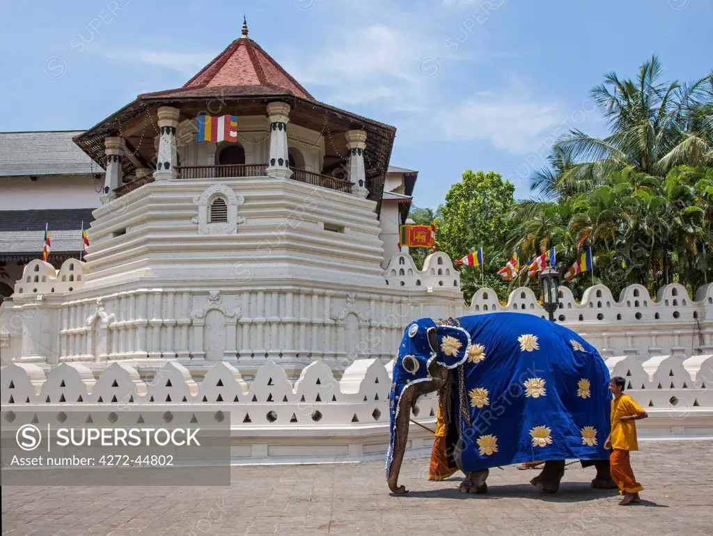 A magnificently caparisoned elephant outside the Temple of the Sacred Tooth Relic. This temple houses the tooth relic of Lord Buddha, which is venerated, Sri Lanka