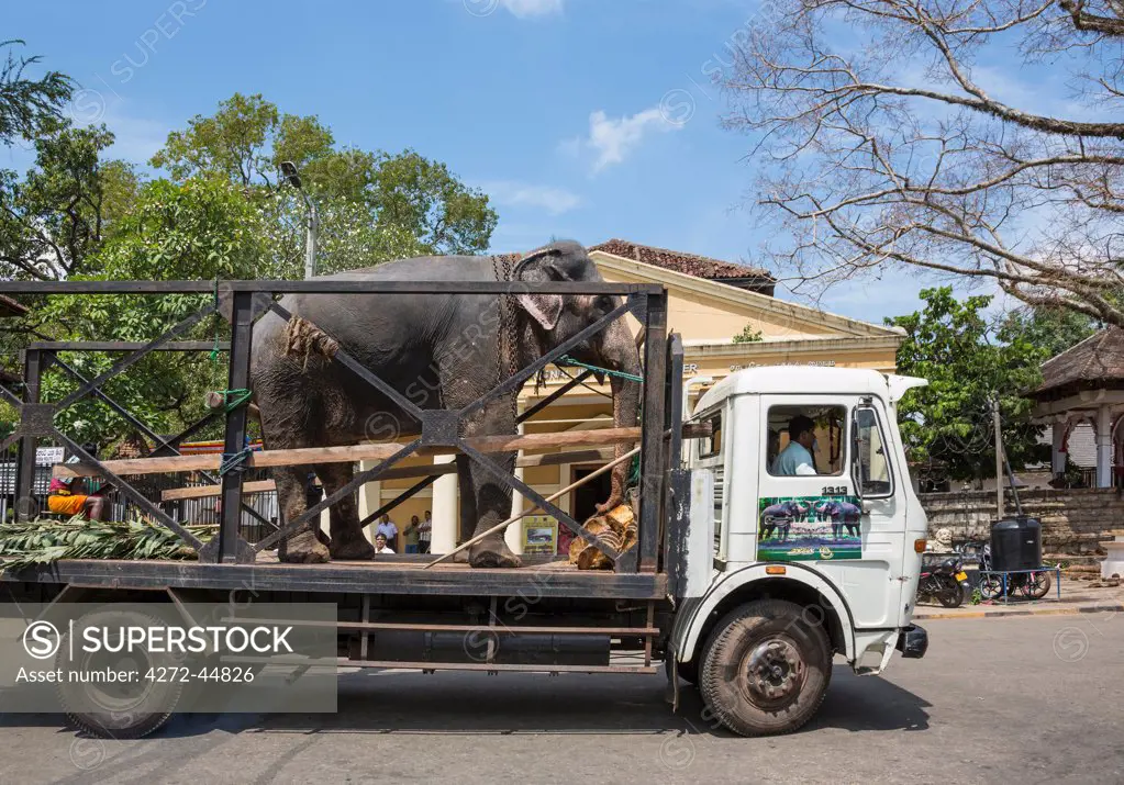 An elephant transporter brings an elephant to the Kandy Esala Peraheras, Sri Lanka