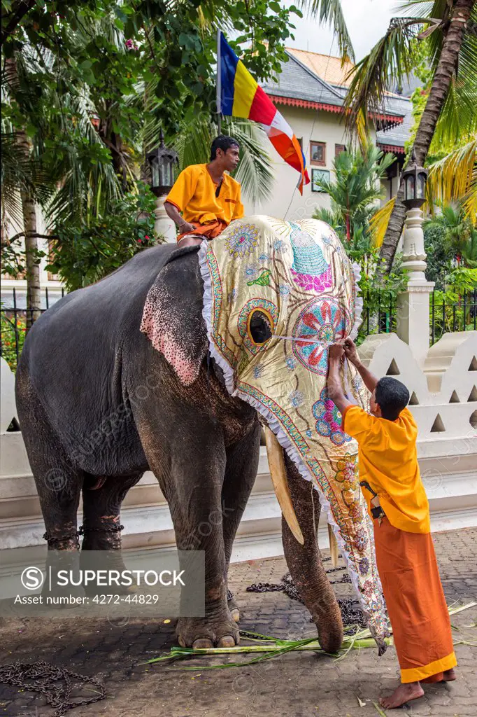 Mahouts caparison an elephant in preparation for the Kandy Esala Perahera, Sri Lanka
