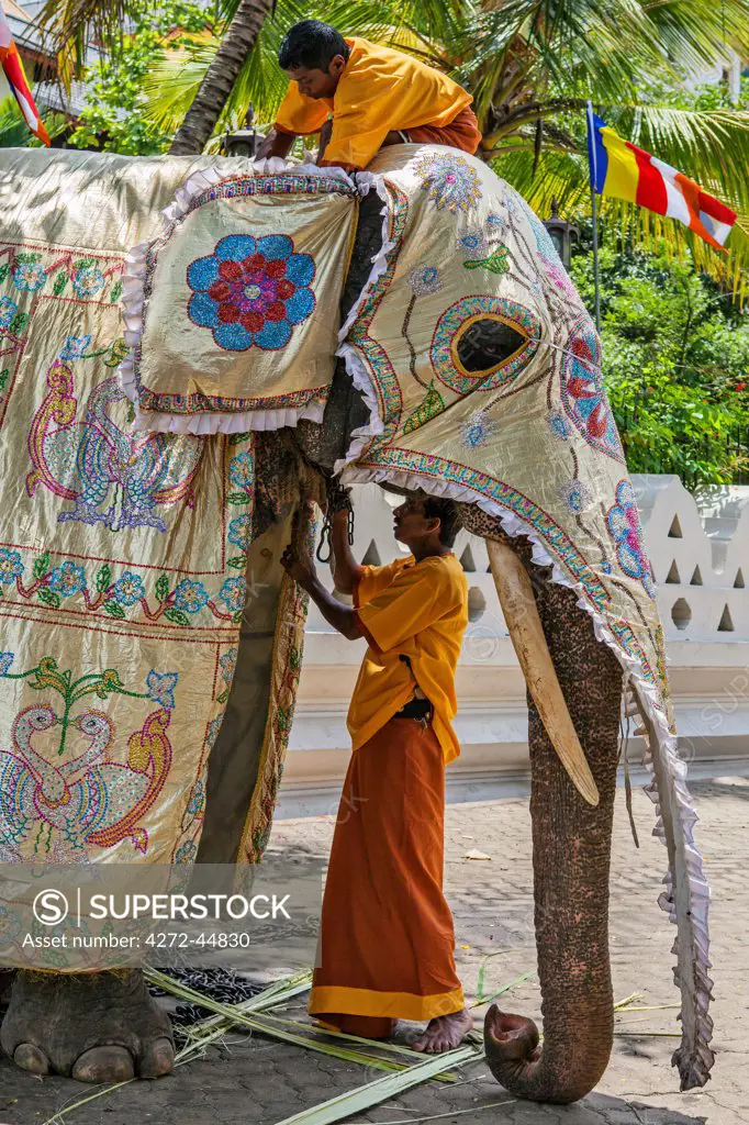 Mahouts caparison an elephant in preparation for the Kandy Esala Perahera, Sri Lanka