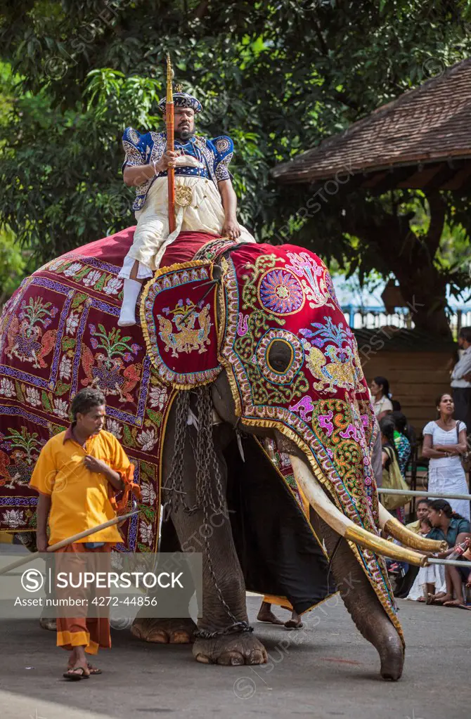 An important Temple official from the Temple of the Sacred Tooth Relic rides a caparisoned elephant dressed in traditional regalia to participate in the Kandy Day Perahera, Sri Lanka