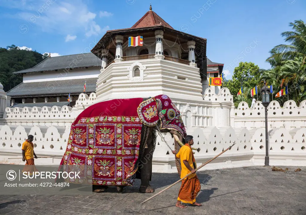 A Caparisoned elephant strides past the Temple of the Sacred Tooth Relic at the conclusion of the Kandy Day Perahera, Sri Lanka