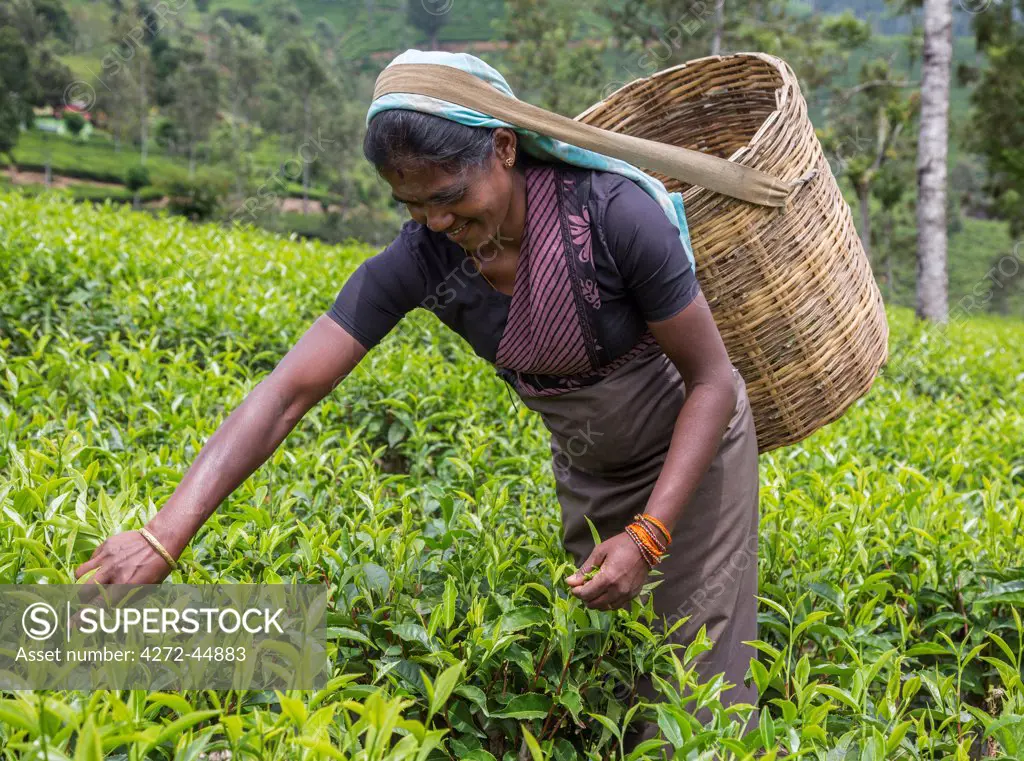 A tea plucker in the Bogawantalwa Valley, Sri Lanka